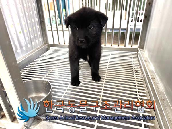 한국동물구조관리협회_441414202400833